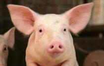 AI技术让生猪养殖更“精准”