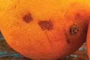 把水果坏的地方切掉还能吃吗?